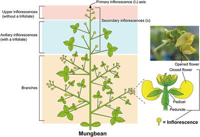 Identification of a Locus Controlling Compound Raceme Inflorescence in Mungbean [Vigna radiata (L.) R. Wilczek]